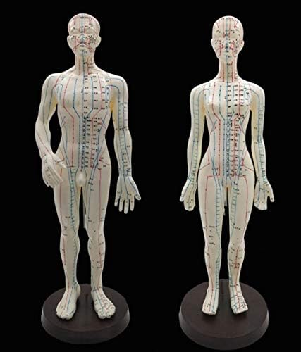 ZHONGJIUYUAN 1 Darab (Fehér Színű) Női Akupunktúra Modell 50cm/20inch a Kínai Pontot & Bázis PVC Emberi Test Akupunktúrás